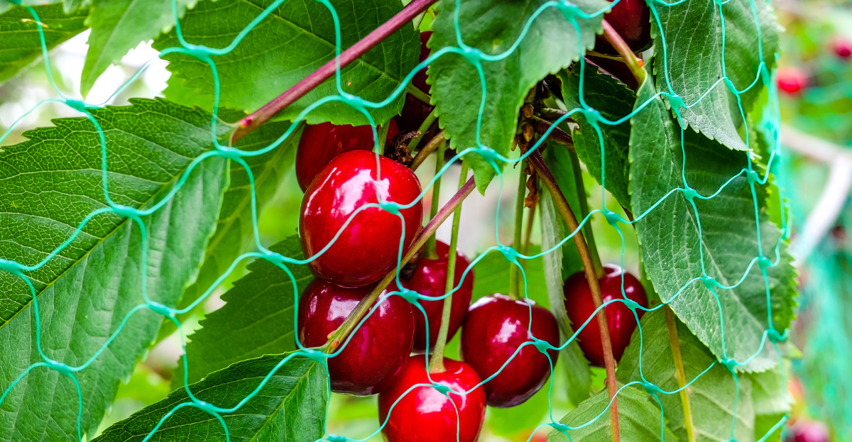 Cherries with netting protection